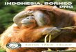 IndonesIa, borneo & png - Pioneer Expeditions · Orangutan Odyssey in Southern Borneo We will travel to the Tanjung Puting National Park. As well as the orangutan, the park is home