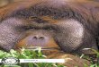 Sumatra - Pioneer Expeditions · 2017-09-14 · Sumatra Orangutan and Elephants . Ind05 ... Overview A 7 day wildlife odyssey in the heart of the Sumatran rainforest. We spend a few