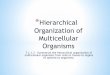 Multicellular Organization of Organisms Hierarchical › cms › lib › NC02214561... · Table of Contents Update Label your table of contents. We will use headings and subheadings