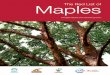 DouglasGibbsandYoushengChen · 2013-09-12 · 5 TheRedListofMaples Maples are a very well known, diverse and versatile group of trees and shrubs. Famous for their autumnal colour,