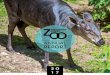 TABLE - Milwaukee County Zoo › pdf › ZooAnnReport2017.pdf · BODY WORLDS: ANIMAL INSIDE OUT Sponsored by Sendik’s Food Markets MCZ was the first zoo in North America to host