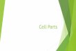 Cell Parts › userfiles › 251 › Classes...Cell Membrane This is present in all cells. It is the outside layer that separates the cell from the outside. Cell Membrane-controls