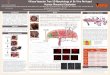 Villous Vascular Tree 3D Morphology of Ex Vivo Perfused Human Placental Cotyledon · PDF file 2018-06-11 · of ex-vivo perfused human placental cotyledon and compare vascular tree