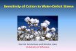 Derrick Oosterhuis and Dimitra Loka University of …...Cotton Water Use in relation to Crop Development