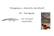 IX. Tetrapoda€¦ · Tetrapoda - čtyřnožci intercentrum pleurocentra tělo obratle: intercentrum + párová pleurocentra Kombinace aquatických a terestrických znaků • pozůstatky