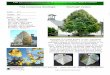 Tilia tomentosa Sterling® Sterling® Linden tomentosa... · Sterling® is a rapid grower to 50”, somewhat smaller than the species. It is very uniform. A significant feature of