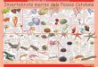 CAIXA CATALUNYA I PRESÈNCIA PRESENTEN LA COL·LECCIÓ ... · Invertebrats marins dels Països Catalans Esponges, cnidaris, ascidis, crustacis, equinoderms i altres CAIXA CATALUNYA