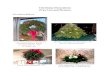 Christmas Decorations Price List and leinbach/Christmas Decor_11... Christmas Decorations Price List and Pictures For Future Delivery Fresh Maine Balsam or Douglas Fir Miniature Christmas