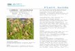 Plant guide for common spikerush (eleocharis … · Web viewAuthor Derek Tilley, Idaho Plant materials program Created Date 10/15/2012 08:54:00 Title Plant guide for common spikerush