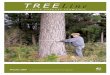 TREELine - stategrowth.tas.gov.au · forester – Ross Henderson Ross Henderson, a retired farmer, is a self-taught farm forester who successfully used trees to turn his run-down