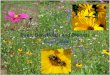Bees, Beneficials and Blooms - University Of Maryland...•Non-showy blooms May-June. •4 star nectar, 2 star pollen source for honey bees. •A survey of insects visiting blackgum