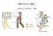Biomolecule · 5-เป็นฉนวนทาให้ร่างกายอบอุ่นและไม่สูญเสียความร้อน-เป็นโครงสร้างของเมมเบรน-เป็นแหล่งพลงังาน
