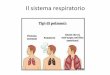 Il sistema respiratorio - Unibg › dati › corsi › 95013 › 93131-lezione 7 Respiratorio.… · Sistema respiratorio La prima parte delle vie aeree, fino alla 17a generazione