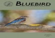 BlueBird Bluebird Journals/Bluebird v3… · Photo Gallery ..... 13 Don’t Let Fire ... on the 15th day of January, April, July, and October. Submissions are accepted continuously