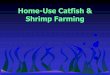 Home-Use Catfish & Shrimp Farming - wkrec.ca.uky.edu · Home-Use Catfish & Shrimp Farming. Home-Use Catfish •Lower stocking densities •Less Feed •No aeration •Reduced management/time