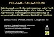 Retention and growth of pelagic sargassum in the North ...sargasso.nonprofitsoapbox.com/...Caribbean...ppt.pdf · sargassum along Caribbean and West Africa coastlines . Pelagic Brown