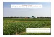 Soybean Catalog Iowa State University Research …...Soybean Catalog Iowa State University Research Foundation, Inc. Food grade and commodity soybean varieties designed to meet the