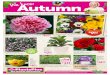 Autumn - Chandlers Nursery · 2018-07-15 · flowers through autumn and into winter. Varieties available: Rebecca, Belinda and Pearl. 140mm pot. Tulip Lalibela Add some colour to