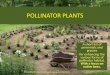 Pollinator Plants - The Farm Between...2015/02/02  · POLLINATOR PLANTS A short list of perennials and grasses for enhancing the various forms of pollinator habitat. With a focus