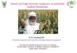 Sweet and high biomass sorghums as potential biofuel ... · Eid Parry India Pvt Ltd, Sagar Sugars, Nav Bharat Ventures 2 Telangana Madhucon Sugars, Rusni Distilleries 3 Karnataka