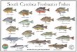 South redear sunfish black crappie Pumpkinseed blue ...hhpfishingclub.com/.../uploads/2019/02/SC-DNR-Freshwater-fishes-i… · South Carolina Freshwater Fishes striped bass hybrid