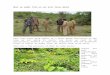 GlobalGiving: donate to charity projects around the … › pfil › 11187 › projdoc.docx · Web viewSnares are well camouflaged and laid directly in the paths wild animals use