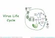 Virus Life Cycle - gulfportschools.org › cms › lib07...• Most viruses infect only a certain type of host. • Specificity due to affinity of viral surface proteins to proteins
