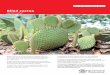 Blind cactusBlind cactus is a cactus native to northern Mexico. It has been found in Queensland growing in gardens as ornamentals. This species is currently targeted for eradication