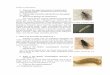 FAQ’s on insect-pests · below the casing layer. These mites are also known to cause allergic reactions. Mites, R. echinopus, T. dimidiatus, H. heinemanni and H. miles attack P