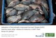 Adoption of Genetically Improved Farmed Tilapia (GIFT ... › sites › default › files › docs... · The project: Adoption of Genetically Improved Farmed Tilapia (GIFT) twenty