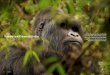 Sue Watt heads into Uganda’s Bwindi Masking Up for ... › docs › masking_up_for_mountain...Rwanda and the Democratic Republic of Congo. Found nowhere else in the world, in the