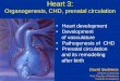 Molecular control of cardiogenesisanat.lf1.cuni.cz › souhrny › alekls0501.pdf · Heart 3: Organogenesis, CHD, prenatal circulation • Heart development • Development of vasculature