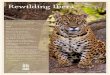 Rewilding Iberá - Proyecto Iberá | Esteros del Iberá ... · 2 Free publication edited by The Conservation Land Trust–Argentina ... donated by the Temaiken Zoo and the National