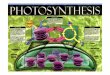 สิ่งที่ต องศึกษา › ~t2050106 › SCI30161_pdf › Photosynthesis.pdf · 2018-07-10 · สิ่งที่ต องศึกษา 1. โครงสร