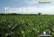 Кукуруза - CNH Industrial...пшеницы Рядовой сев пшеницы яровой ячмень Рядовой сев ячменя Сбор урожая ячменя