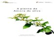 A planta da Amora de Silva HEF nº 2atividaderural.com.br/artigos/590b55f61ece9.pdf · 2017-05-04 · A planta da Amora de silva 3 Figura 1 - Plantas de amora silvestre em frutificação