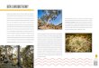 Bór chrobotkowy · 2020-05-04 · Sukulenty to rośliny świetnie zaadaptowane do trudnych warunków bytowych, szczególnie do miejsc o małej ilości wody (pustynie, wydmy) i dużym