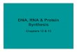 DNA, RNA & Protein Synthesis · 2018-02-27 · Geneticmaterial in viruses is also DNA. 1952 RosalindFranklin Demonstratedthat DNA is a helix. 1953 James Watson & Francis Crick DNA