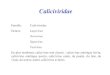 Caliciviridae - Freeroneo07.free.fr/Caliciviridae.Hepev.09.pdf · 2009-03-24 · Caliciviridae Famille: Caliciviridae Genres: Lagovirus Norovirus Sapovirus Vesivirus En plus nombreux