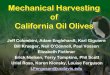Mechanical Harvesting of California Oil Olives · 2/16/2010 Oil Olive Production Systems Traditional 70 - 100/acre High Density Hedgerow 150 – 300/acre Super High Density Hedgerow