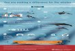 ECHO Program Infographic: You are making a difference for ... · Foraging is easier when vessels transit slowly2 Reducing vessel speed makes it easier for SRKWs to use echolocation