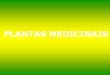 PLANTAS MEDICINAIS - ETESIetesi.com.br/arq/2-ano/1sem/2-1sem-plantas-medicinais.pdf · 2020-03-26 · Descrição da planta: A alcachofra é uma hortaliça rara, abundantemente 