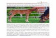 Champion Rennstute Nil Kamla wurde Mutter, Brenles 20. Mai ...nile-arabians.com/deutsch/news/news-2018/2018-05... · Quality breeds Quality – since 1975 info@nile-arabians.com Page