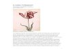 CrashesTulipmania - Yumka › docs › Crashes-Compendium.pdf · Los tulipanes llegaron a Europa Occidental a finales del siglo XVI, sin embargo, tras verse afectado s por un virus,