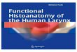 Functional Histoanatomy of the Human Larynxsato-clinic.jp › doctor › Functional Histoanatomy.pdfvii The basic functions of the human larynx are to act as a protective sphincter,