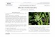 Plant Pathology Fact Sheet PPFS-VG-16 Bean Diseasesplantpathology.ca.uky.edu/files/ppfs-vg-16.pdf · of common blight; however, the bacterial crust on the surface of the spots may