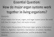 Essential Question: How do major organ systems …bcmshiers.weebly.com › uploads › 3 › 1 › 0 › 6 › 31060587 › ...Circulatory System Role: responsible for the flow of