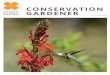 Conservation Gardener...new instar, or life stage. After attaching to a nearby twig, the caterpillar undergoes metamorphosis and two weeks later emerges as a beautiful butterfly. The