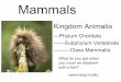 ---Phylum Chordata Kingdom Animalia ------Subphylum ...veritasbiology.weebly.com/uploads/1/5/6/7/15676340/bionotes_mam… · Kingdom Animalia---Phylum Chordata-----Subphylum Vertebrata-----Class