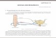 BEXIGA NEUROGÊNICA · BEXIGA NEUROGÊNICA JOSÉ AILTON FERNANDES SILVA 1 - Fisiopatologia do Trato Urinário Inferior As fases de enchimento e esvaziamento da bexiga são controladas